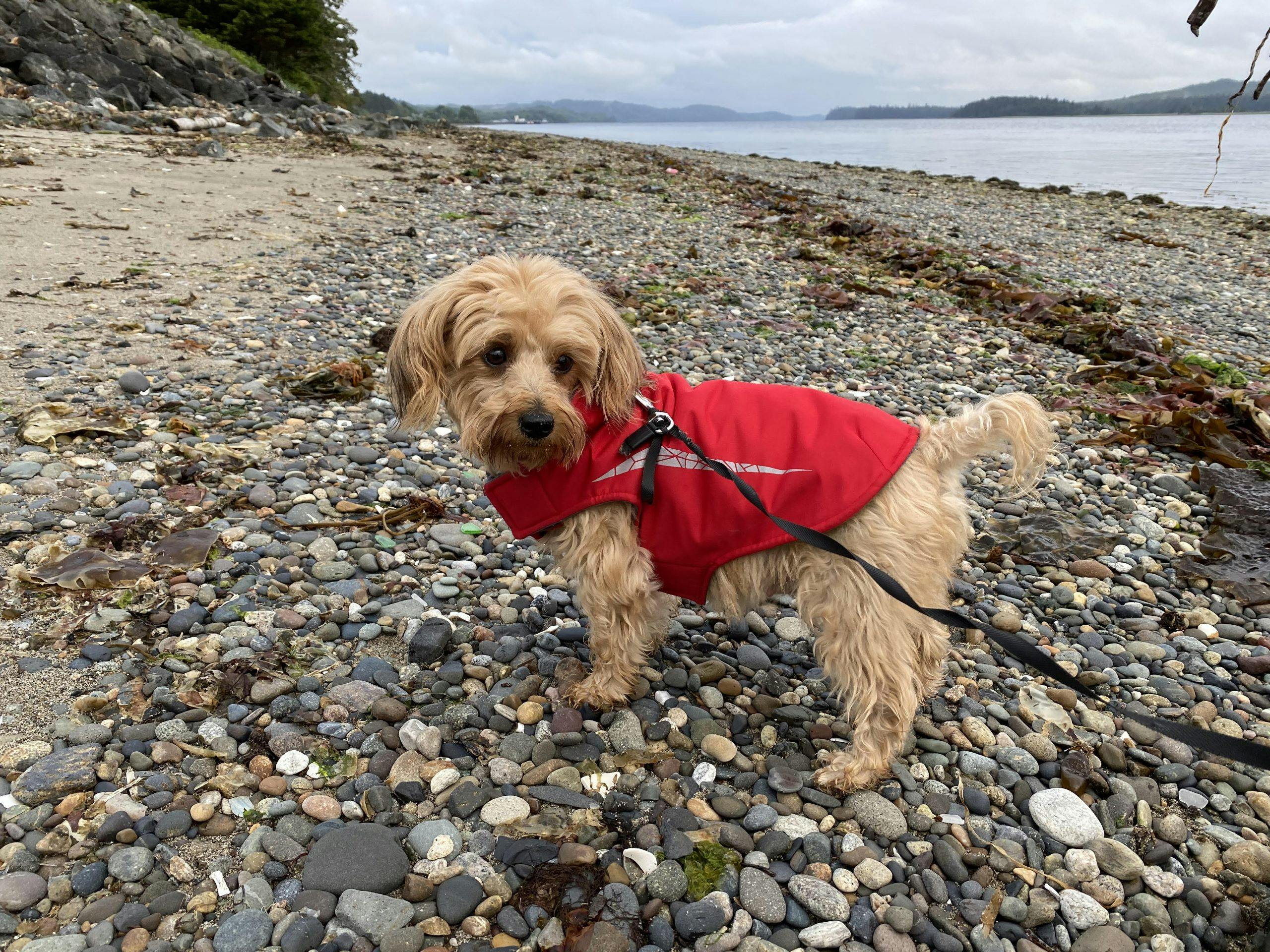 Photo of Copper the dog at the beach.