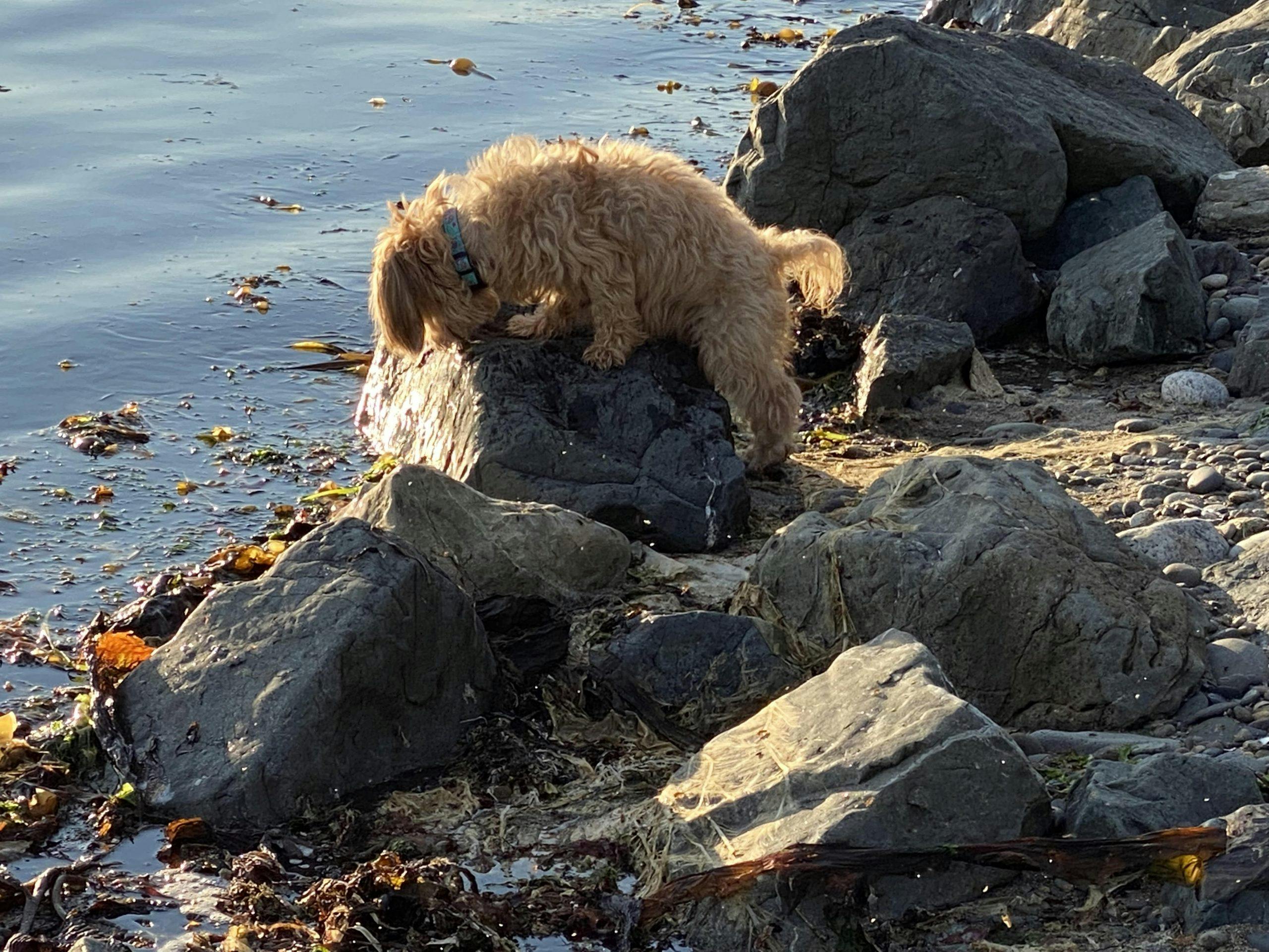 Photo of Copper the dog investigating the beach.