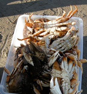 Photo of crabs in a bucket.